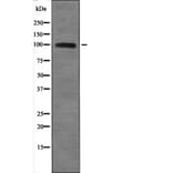 Western blot - TLR3 (Phospho-Tyr759) Antibody from Signalway Antibody (12647) - Antibodies.com