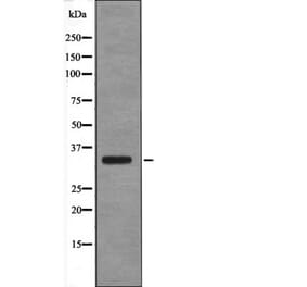 Western blot - USF1 (Phospho-Thr153) Antibody from Signalway Antibody (12651) - Antibodies.com