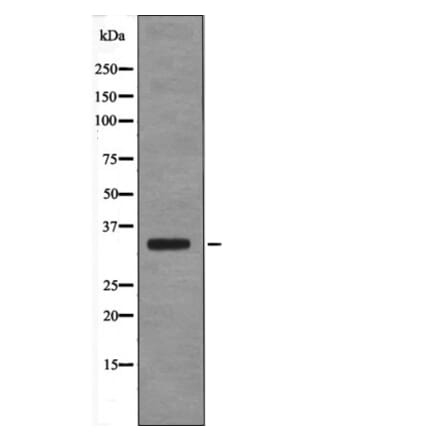 Western blot - USF1 (Phospho-Thr153) Antibody from Signalway Antibody (12651) - Antibodies.com
