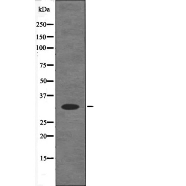 Western blot - CDK5 (Phospho-Ser159) Antibody from Signalway Antibody (12677) - Antibodies.com