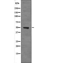 Western blot - ETS1 (Phospho-Ser251) Antibody from Signalway Antibody (12680) - Antibodies.com
