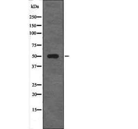 Western blot - ETS1 (Phospho-Ser282) Antibody from Signalway Antibody (12681) - Antibodies.com