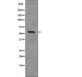 Western blot - IRF5 (Phospho-Ser437) Antibody from Signalway Antibody (12688) - Antibodies.com