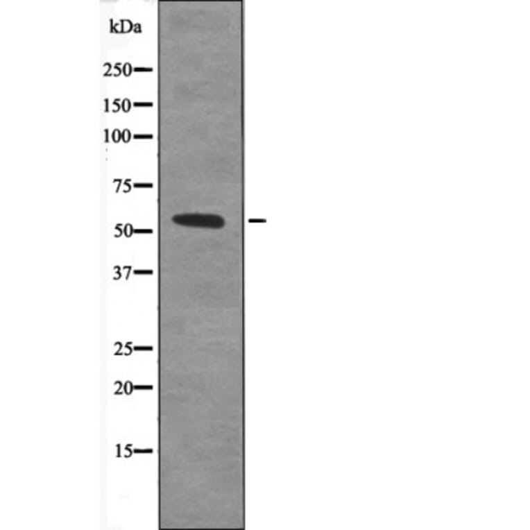 Western blot - IRF5 (Phospho-Ser437) Antibody from Signalway Antibody (12688) - Antibodies.com