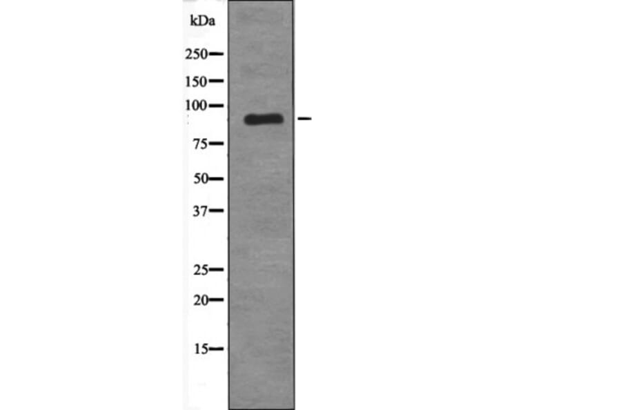 Western blot - MDM2 (Phospho-Tyr394) Antibody from Signalway Antibody (12689) - Antibodies.com