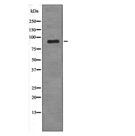Western blot - MDM2 (Phospho-Tyr394) Antibody from Signalway Antibody (12689) - Antibodies.com
