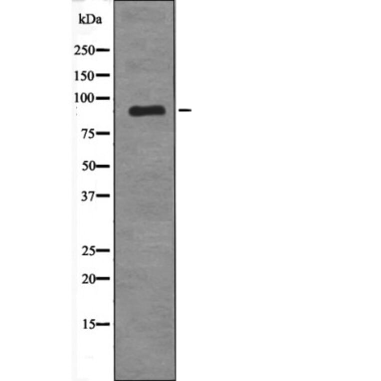 Western blot - MDM2 (Phospho-Tyr394) Antibody from Signalway Antibody (12689) - Antibodies.com
