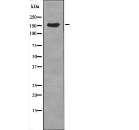 Western blot - MET (Phospho-Tyr1365) Antibody from Signalway Antibody (12690) - Antibodies.com