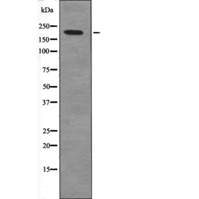 Western blot - MLCK (Phospho-Tyr464) Antibody from Signalway Antibody (12691) - Antibodies.com