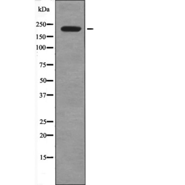 Western blot - MLCK (Phospho-Tyr471) Antibody from Signalway Antibody (12692) - Antibodies.com