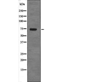 Western blot - PRC1 (Phospho-Thr470) Antibody from Signalway Antibody (12694) - Antibodies.com