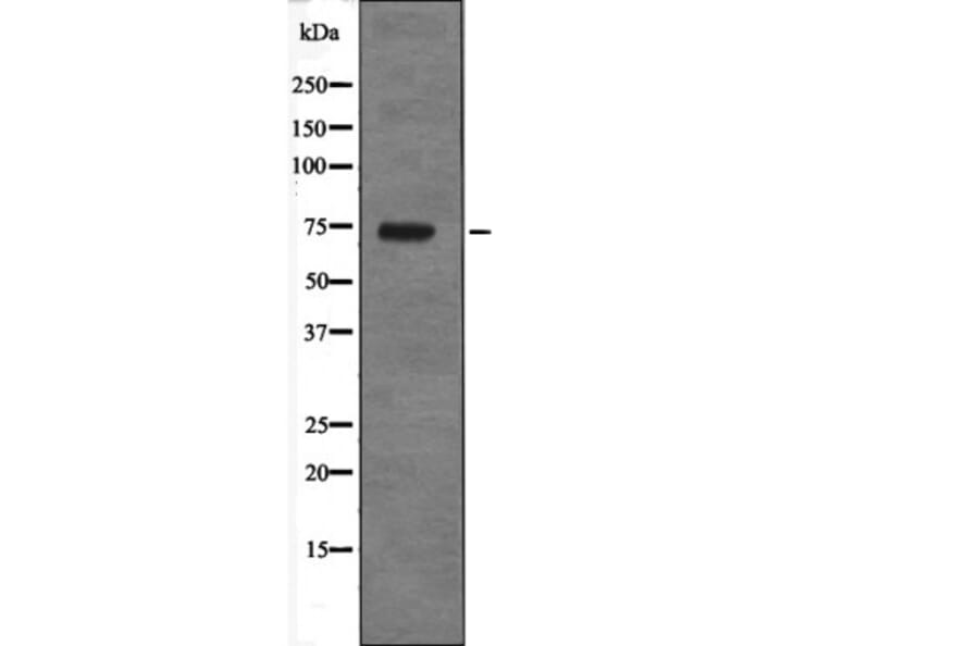 Western blot - PRC1 (Phospho-Thr470) Antibody from Signalway Antibody (12694) - Antibodies.com