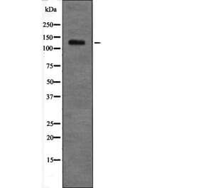 Western blot - RBL2 (Phospho-Thr642) Antibody from Signalway Antibody (12696) - Antibodies.com