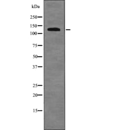 Western blot - RBL2 (Phospho-Ser639) Antibody from Signalway Antibody (12697) - Antibodies.com