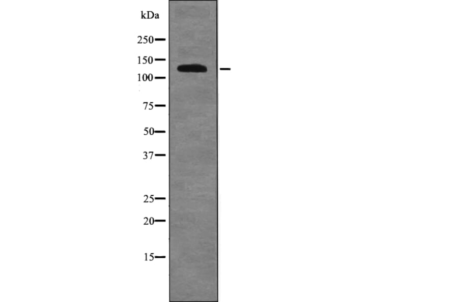 Western blot - RBL2 (Phospho-Ser639) Antibody from Signalway Antibody (12697) - Antibodies.com