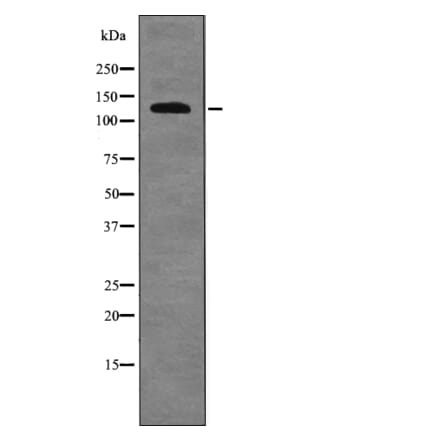 Western blot - RBL2 (Phospho-Ser639) Antibody from Signalway Antibody (12697) - Antibodies.com