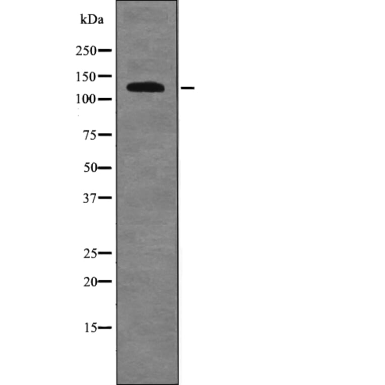 Western blot - RBL2 (Phospho-Ser639) Antibody from Signalway Antibody (12697) - Antibodies.com
