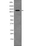 Western blot - RBL2 (Phospho-Ser639) Antibody from Signalway Antibody (12697) - Antibodies.com