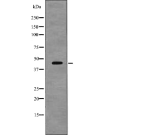 Western blot - VASP (Phospho-Thr278) Antibody from Signalway Antibody (12699) - Antibodies.com