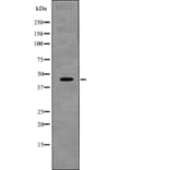 Western blot - VASP (Phospho-Thr278) Antibody from Signalway Antibody (12699) - Antibodies.com