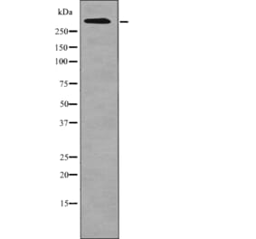 Western blot - ATM (Phospho-Ser1987) Antibody from Signalway Antibody (12701) - Antibodies.com