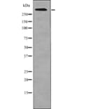 Western blot - ATM (Phospho-Ser1987) Antibody from Signalway Antibody (12701) - Antibodies.com