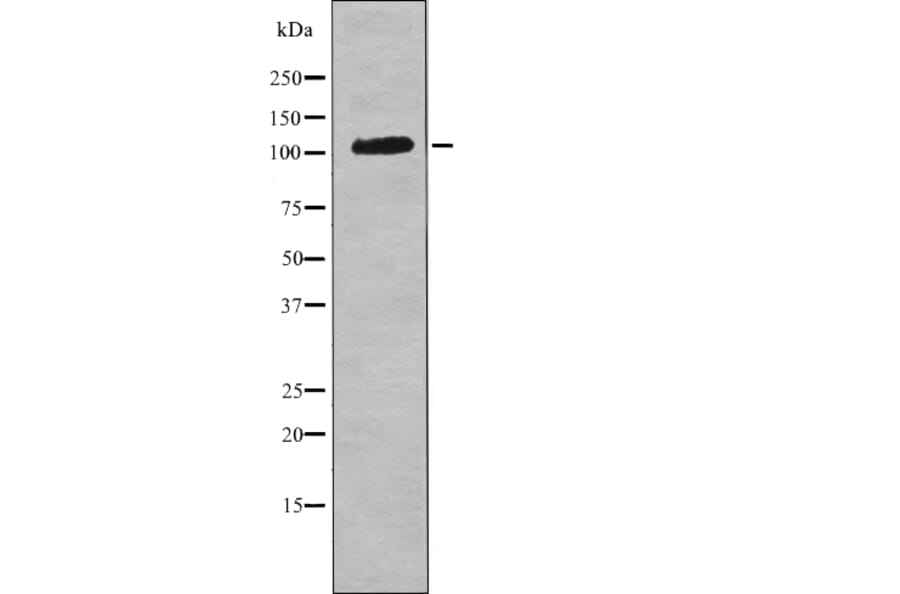 Western blot - CSFR (Phospho-Tyr921) Antibody from Signalway Antibody (12706) - Antibodies.com