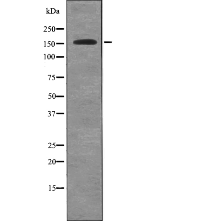Western blot - Met (Phospho-Tyr1313) Antibody from Signalway Antibody (12730) - Antibodies.com