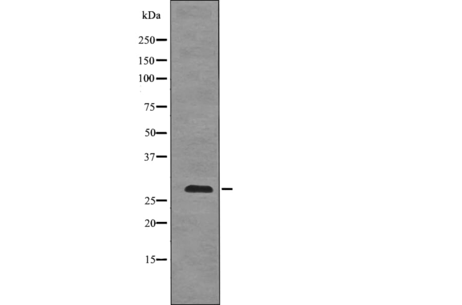 Western blot - BCL-2 (Phospho-Thr74) Antibody from Signalway Antibody (12745) - Antibodies.com