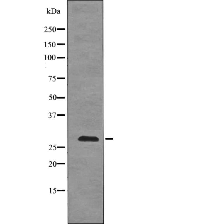 Western blot - BCL-2 (Phospho-Thr74) Antibody from Signalway Antibody (12745) - Antibodies.com