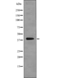 Western blot - CD88 (Phospho-Ser327) Antibody from Signalway Antibody (12748) - Antibodies.com