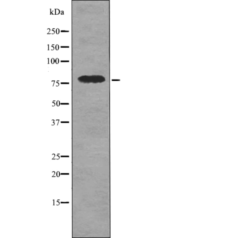 Western blot - DRP1 (Phospho-Ser616) Antibody from Signalway Antibody (12749) - Antibodies.com