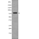 Western blot - DRP1 (Phospho-Ser616) Antibody from Signalway Antibody (12749) - Antibodies.com