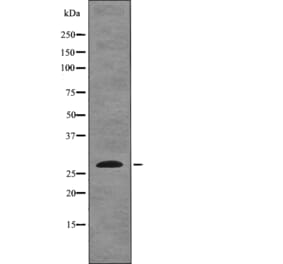 Western blot - EIF6 (Phospho-Ser235) Antibody from Signalway Antibody (12752) - Antibodies.com