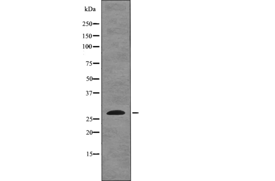 Western blot - EIF6 (Phospho-Ser235) Antibody from Signalway Antibody (12752) - Antibodies.com
