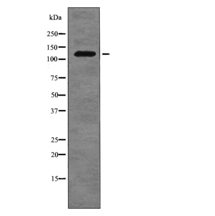Western blot - FLT3 (Phospho-Tyr955) Antibody from Signalway Antibody (12755) - Antibodies.com