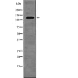 Western blot - FLT3 (Phospho-Tyr955) Antibody from Signalway Antibody (12755) - Antibodies.com