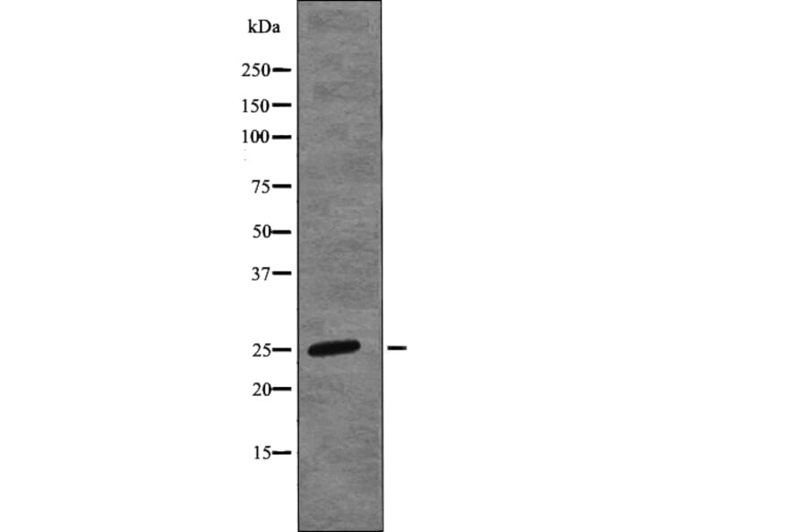 Western blot - HP1-β (Phospho-Thr51) Antibody from Signalway Antibody (12760) - Antibodies.com