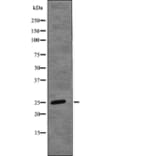 Western blot - HP1-β (Phospho-Thr51) Antibody from Signalway Antibody (12760) - Antibodies.com