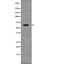 Western blot - PNKP (Phospho-Ser114) Antibody from Signalway Antibody (12775) - Antibodies.com