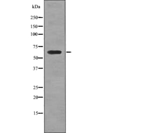 Western blot - PTRF (Phospho-Tyr156) Antibody from Signalway Antibody (12776) - Antibodies.com