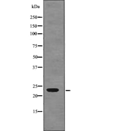 Western blot - R-Ras (Phospho-Tyr66) Antibody from Signalway Antibody (12780) - Antibodies.com