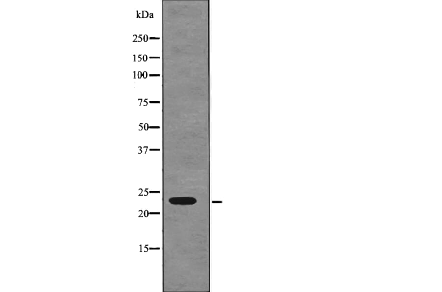Western blot - R-Ras (Phospho-Tyr66) Antibody from Signalway Antibody (12780) - Antibodies.com