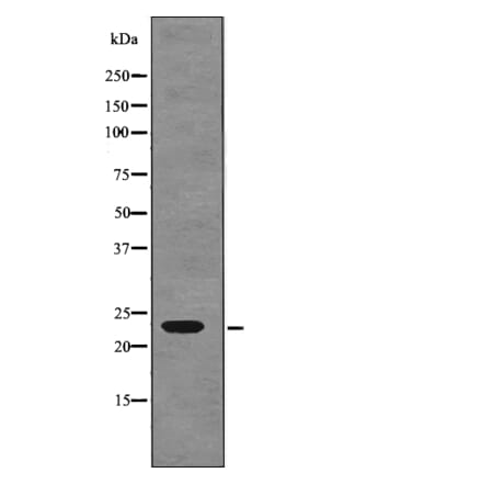 Western blot - R-Ras (Phospho-Tyr66) Antibody from Signalway Antibody (12780) - Antibodies.com