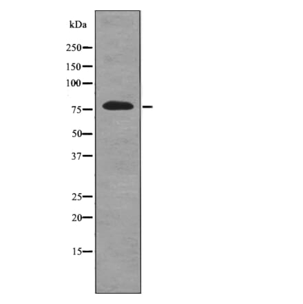 Western blot - RSK2 (Phospho-Tyr529) Antibody from Signalway Antibody (12781) - Antibodies.com