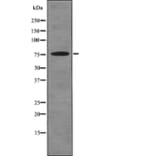 Western blot - SYN2 (Phospho-Ser425) Antibody from Signalway Antibody (12784) - Antibodies.com