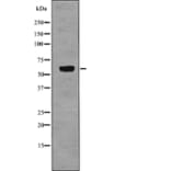 Western blot - TRF2 (Phospho-Ser323) Antibody from Signalway Antibody (12788) - Antibodies.com