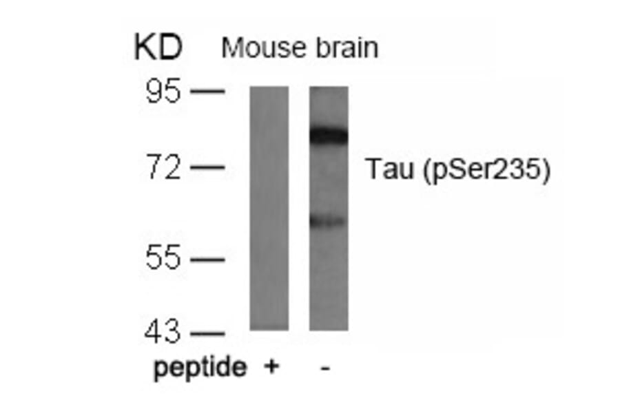 Western blot - Tau (Phospho-Ser235) Antibody from Signalway Antibody (11106) - Antibodies.com