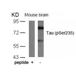 Western blot - Tau (Phospho-Ser235) Antibody from Signalway Antibody (11106) - Antibodies.com