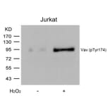 Western blot - Vav (Phospho-Tyr174) Antibody from Signalway Antibody (11142) - Antibodies.com